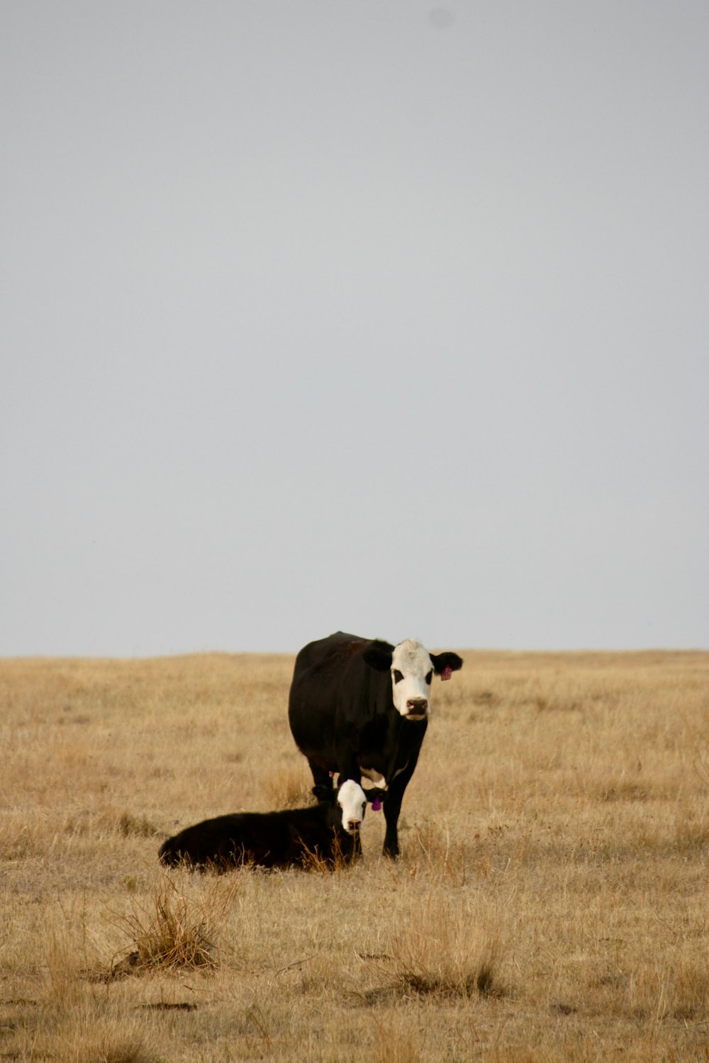 mucca bianca e nera sul campo di erba marrone durante il giorno