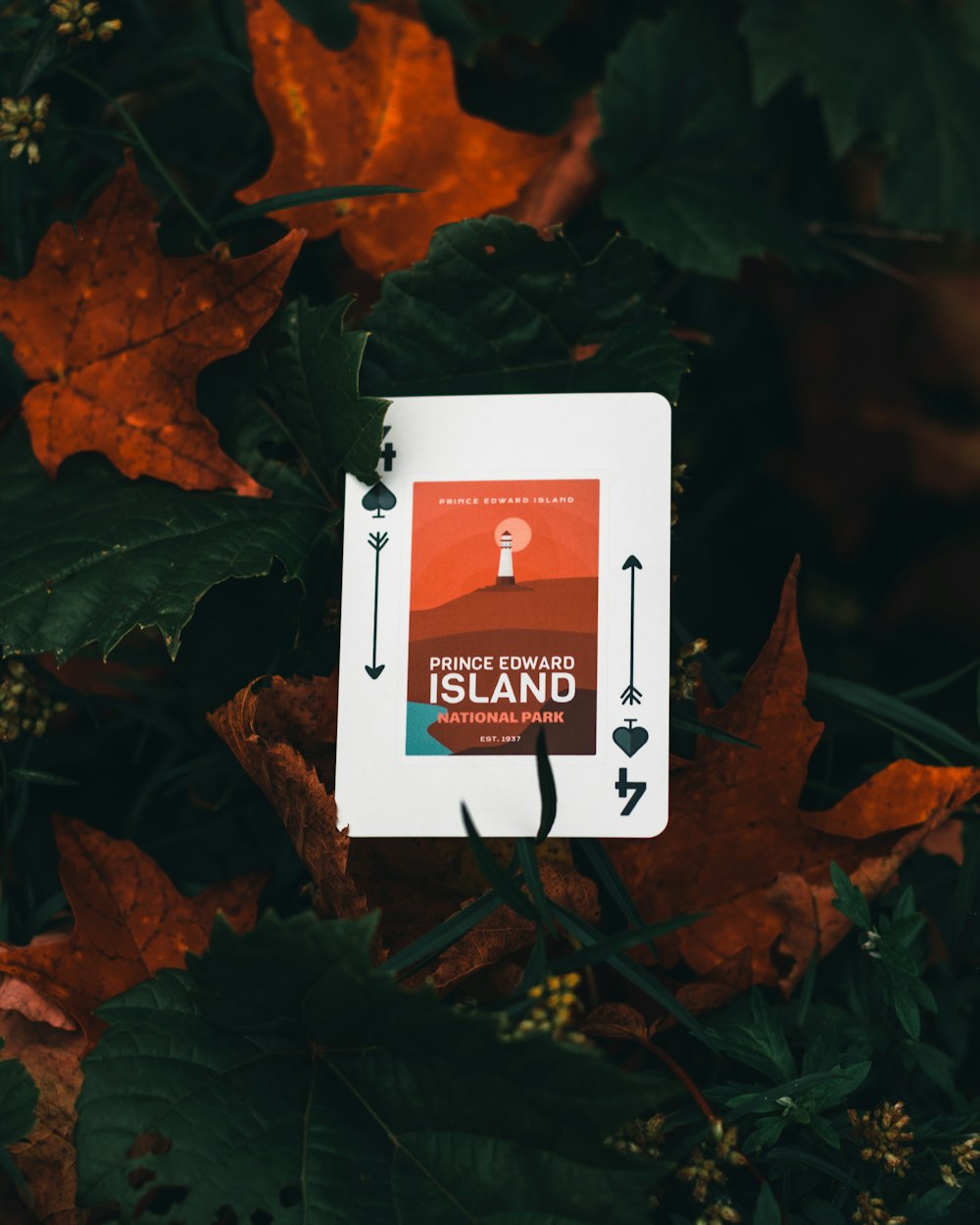 茶色の乾燥した葉に白と赤のカード
