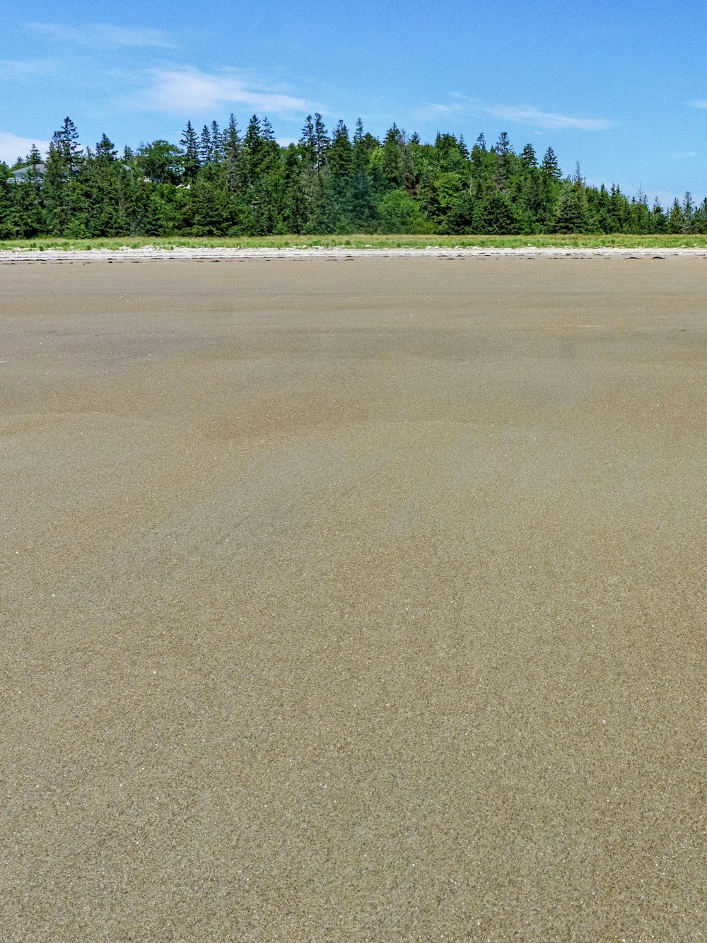 arbres verts sur sable brun pendant la journée