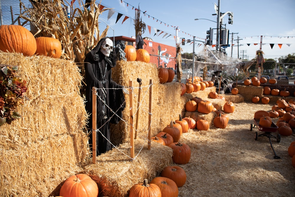 orange pumpkins on brown hays