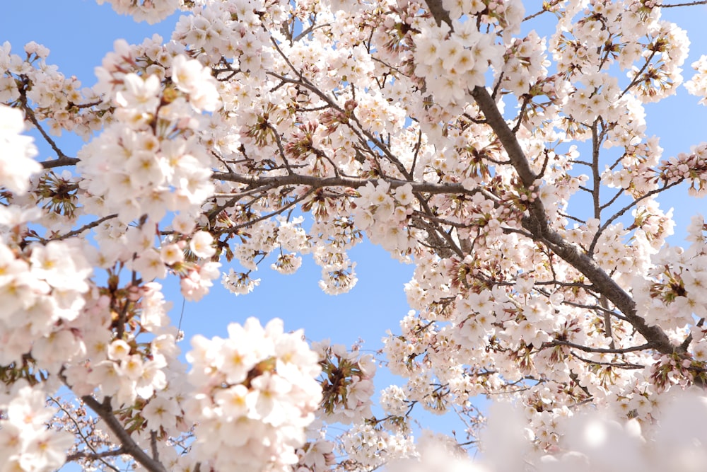 weißer Kirschblütenbaum unter blauem Himmel tagsüber
