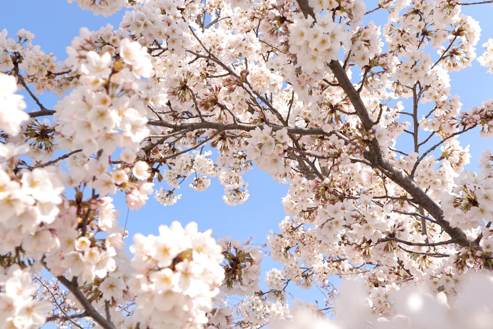 white cherry blossom tree under blue sky during daytime