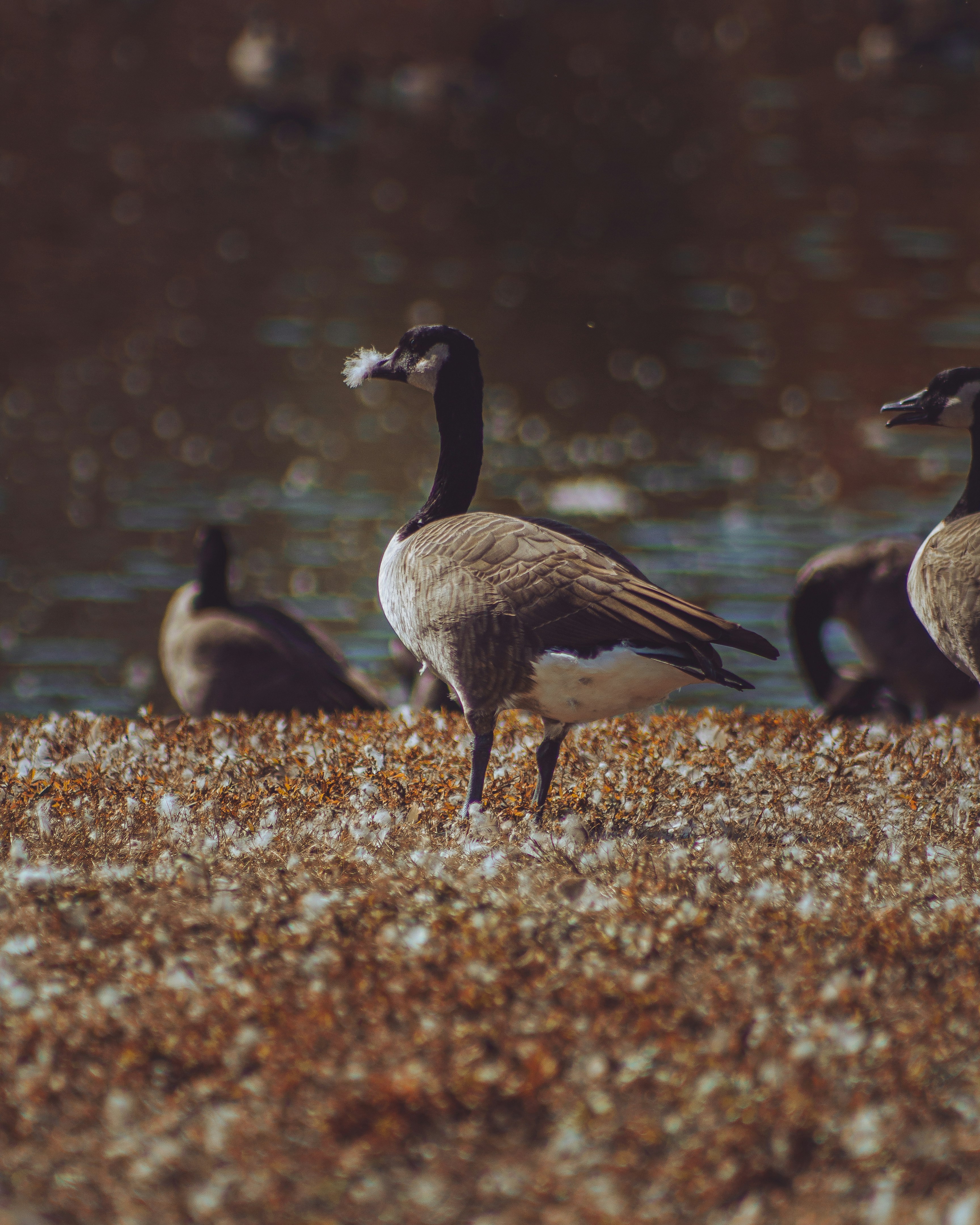 Photo by jobankhangura