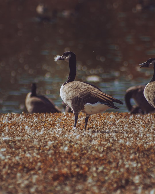 two brown and white geese on brown ground during daytime in Winnipeg Canada