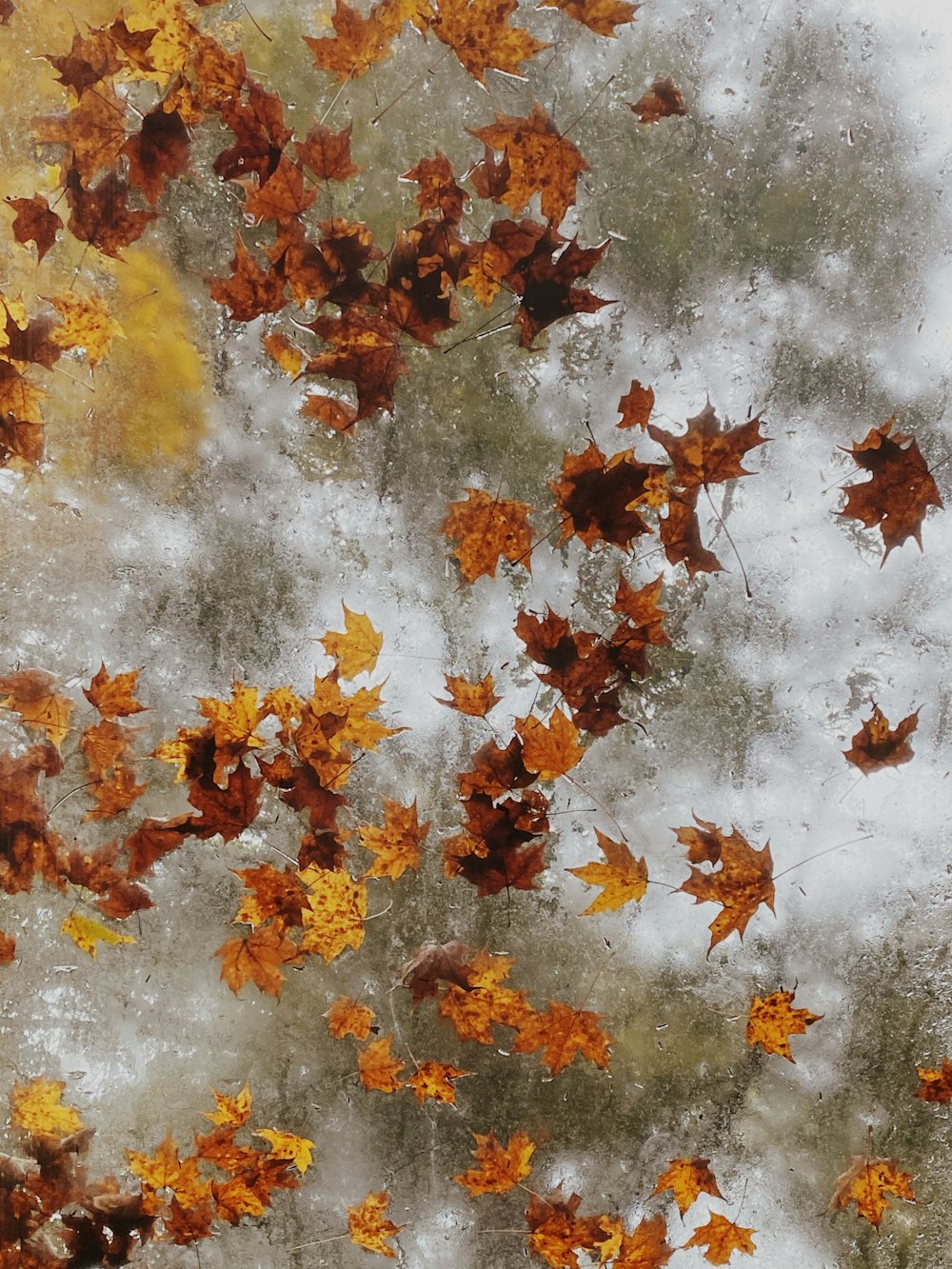 white orange and yellow maple leaves on white snow