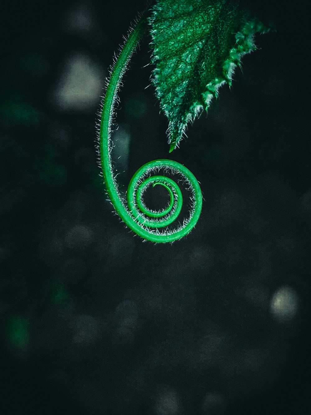 green plant stem in tilt shift lens