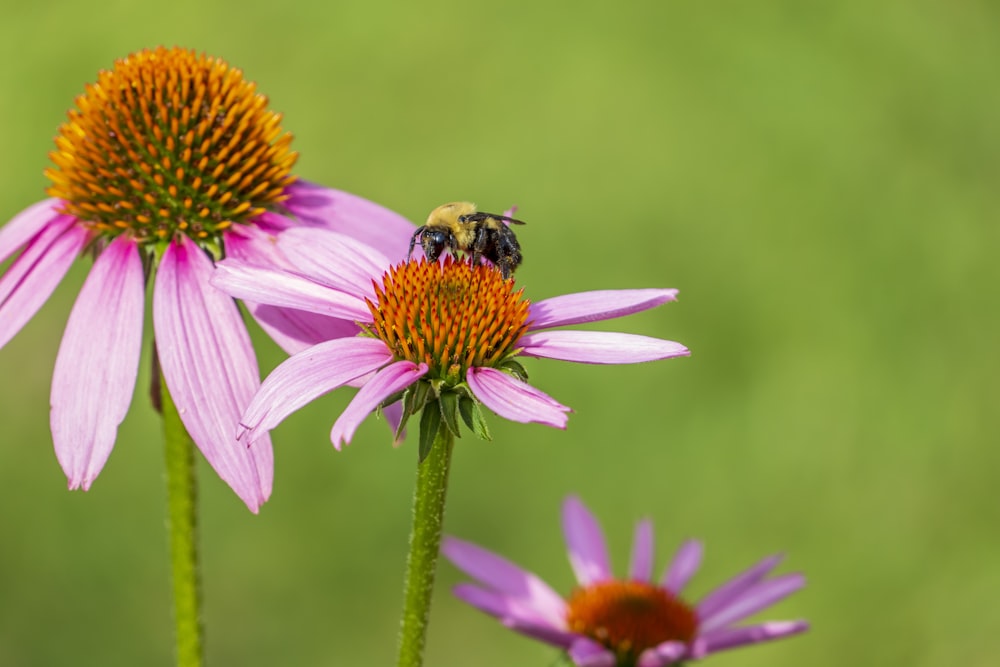 black and yellow bee on purple flower