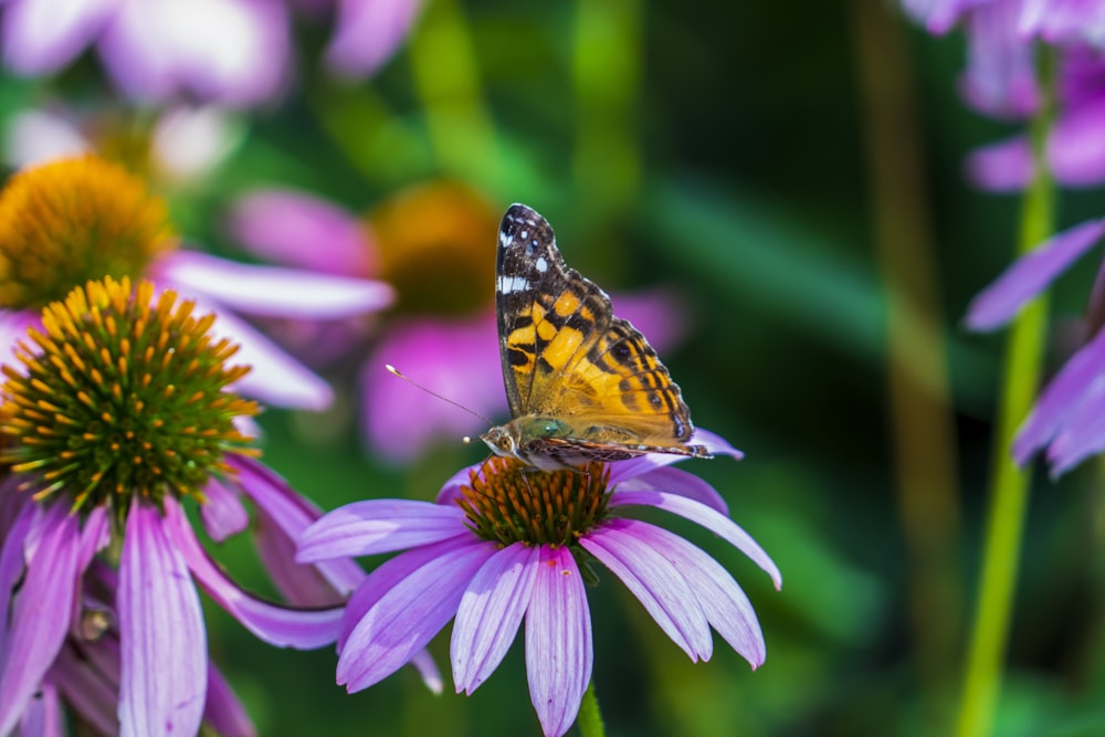 painted lady butterfly perched on pink flower in close up photography during daytime
