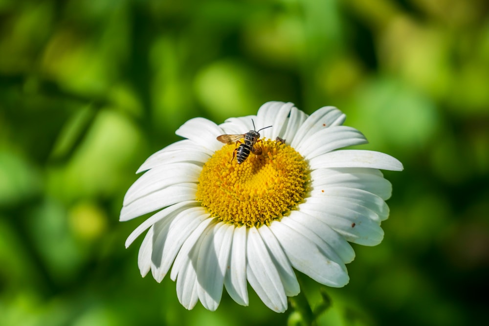 brown bee on white daisy in close up photography during daytime