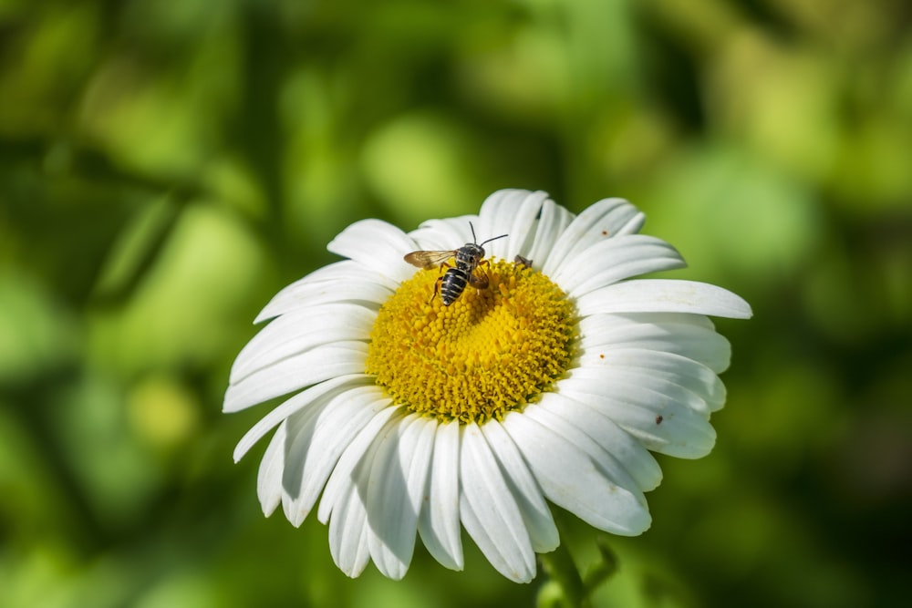 Braune Biene auf weißem Gänseblümchen in Nahaufnahmen tagsüber