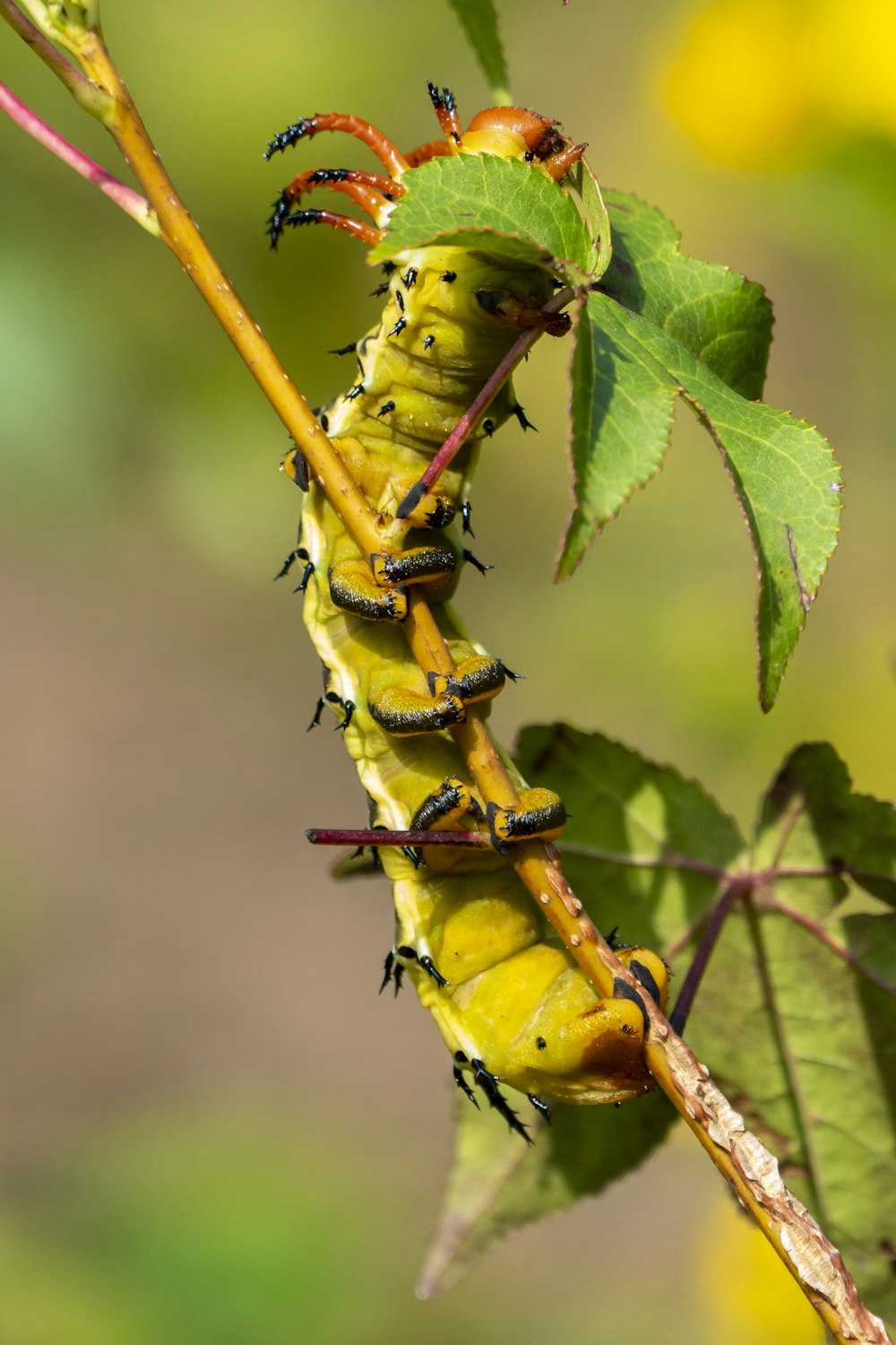 green caterpillar on green leaf