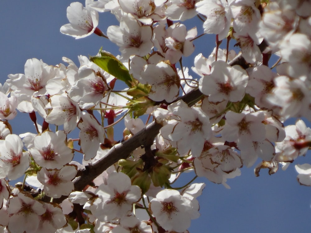 white cherry blossom under blue sky during daytime