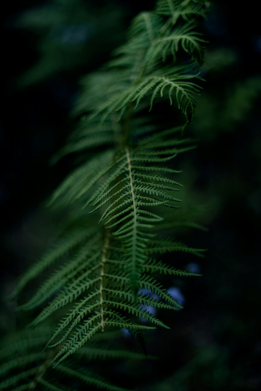 green fern plant in close up photography