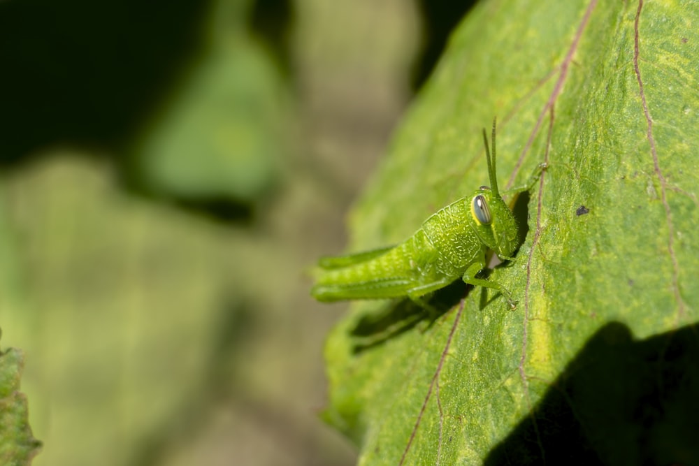 green grasshopper on green leaf in close up photography during daytime