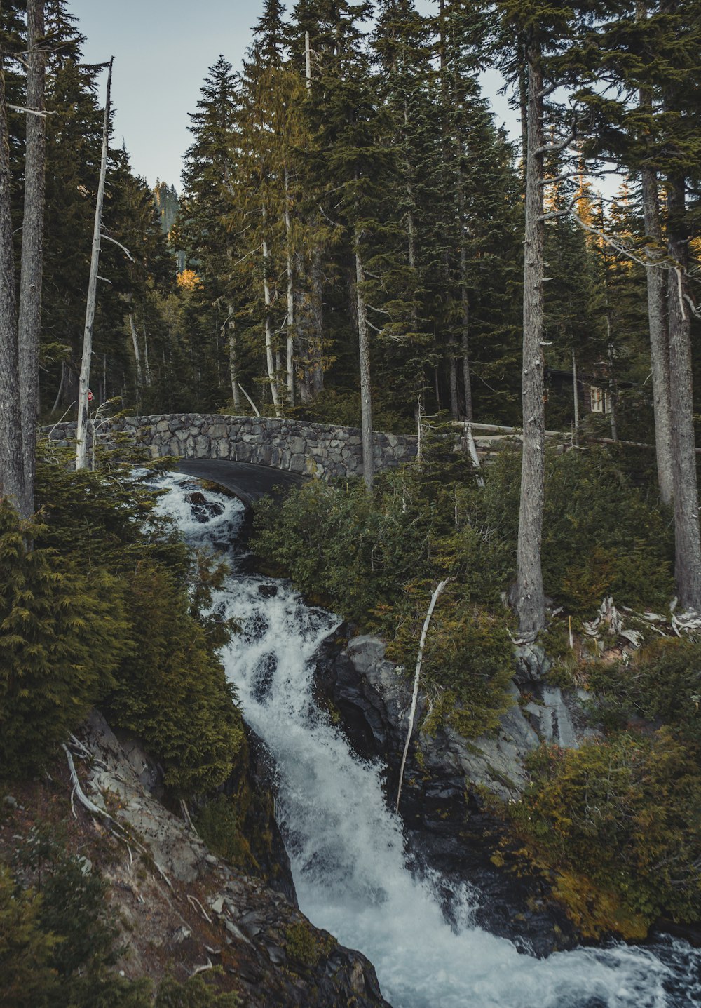 river in the middle of forest during daytime