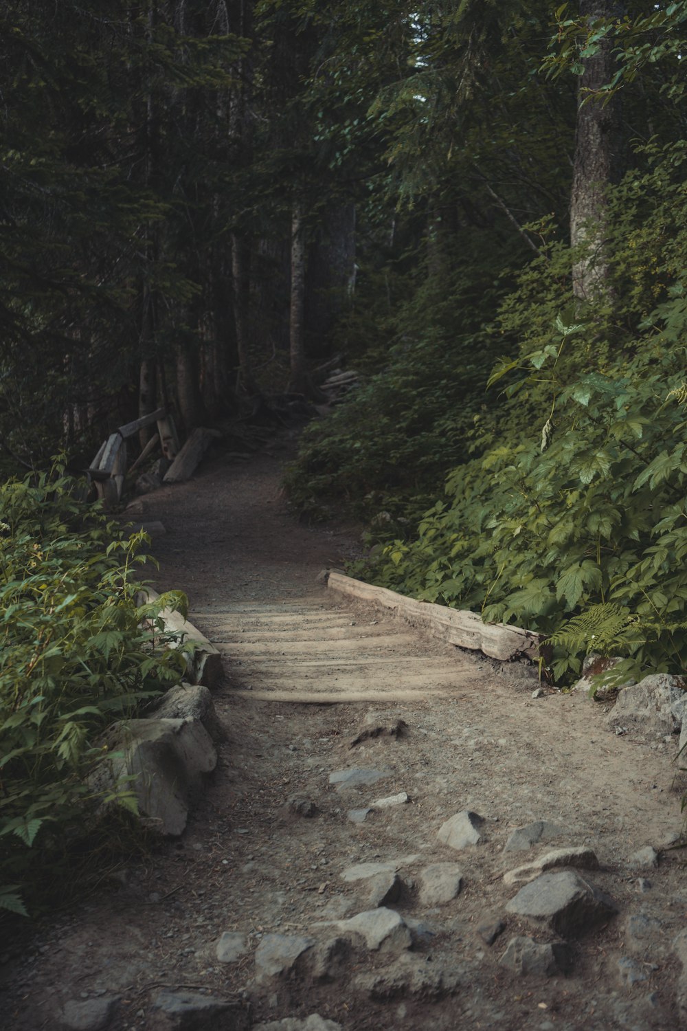 brown wooden pathway in the middle of green trees