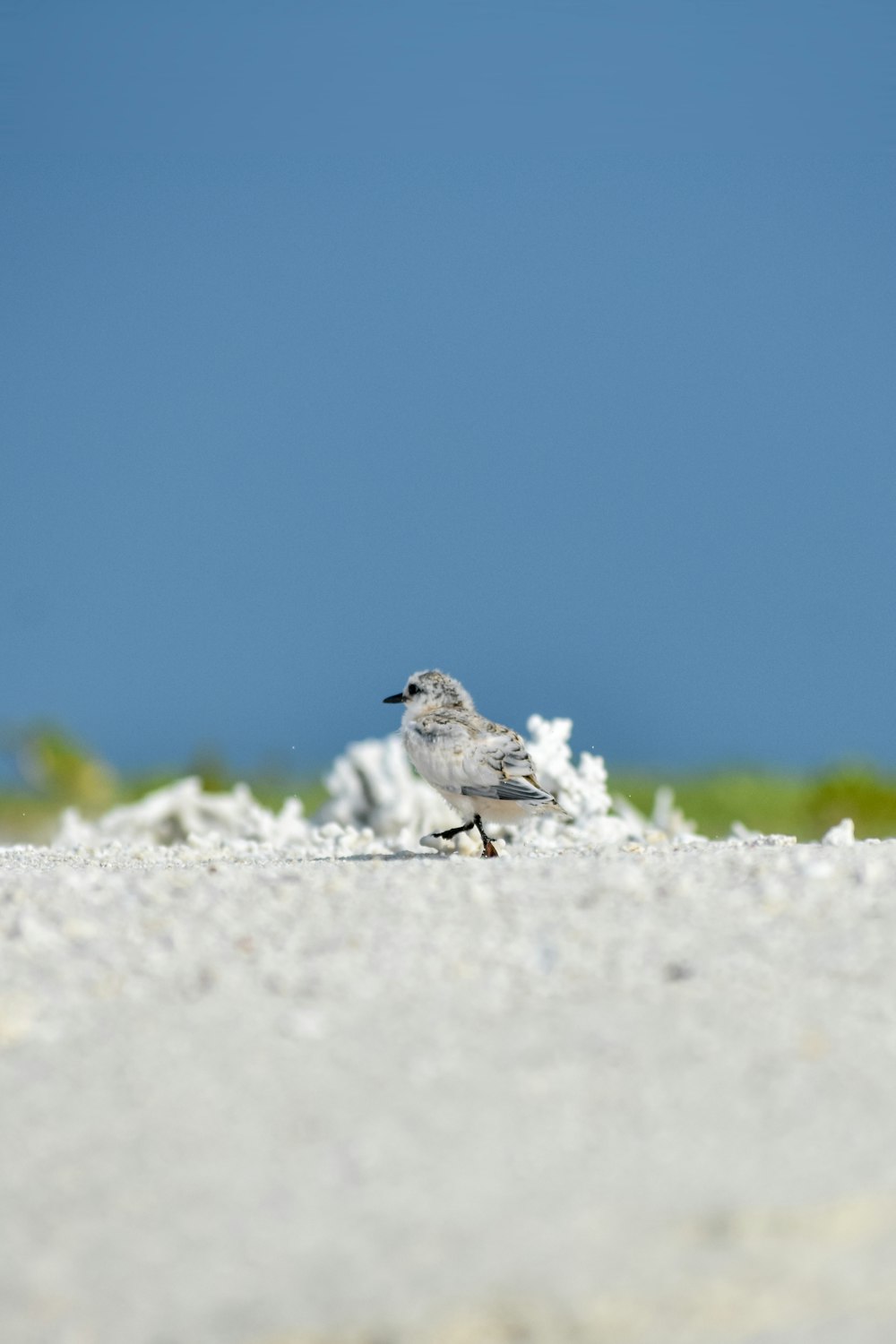 white and gray bird on white snow during daytime