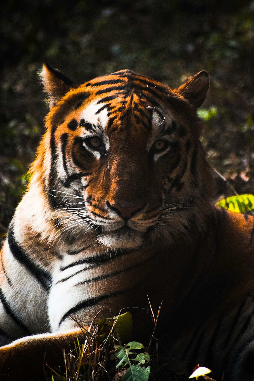 Wildlife photo spot West Bengal Kolkata