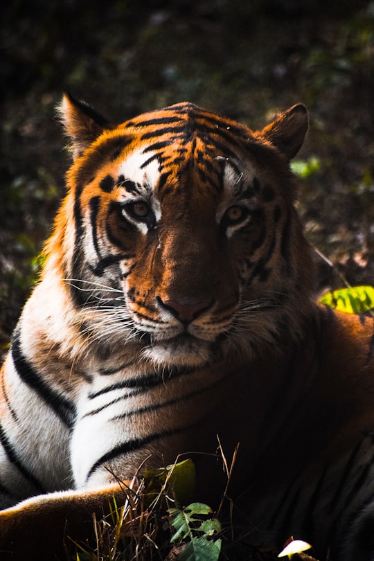 brown and black tiger lying on ground in West Bengal India