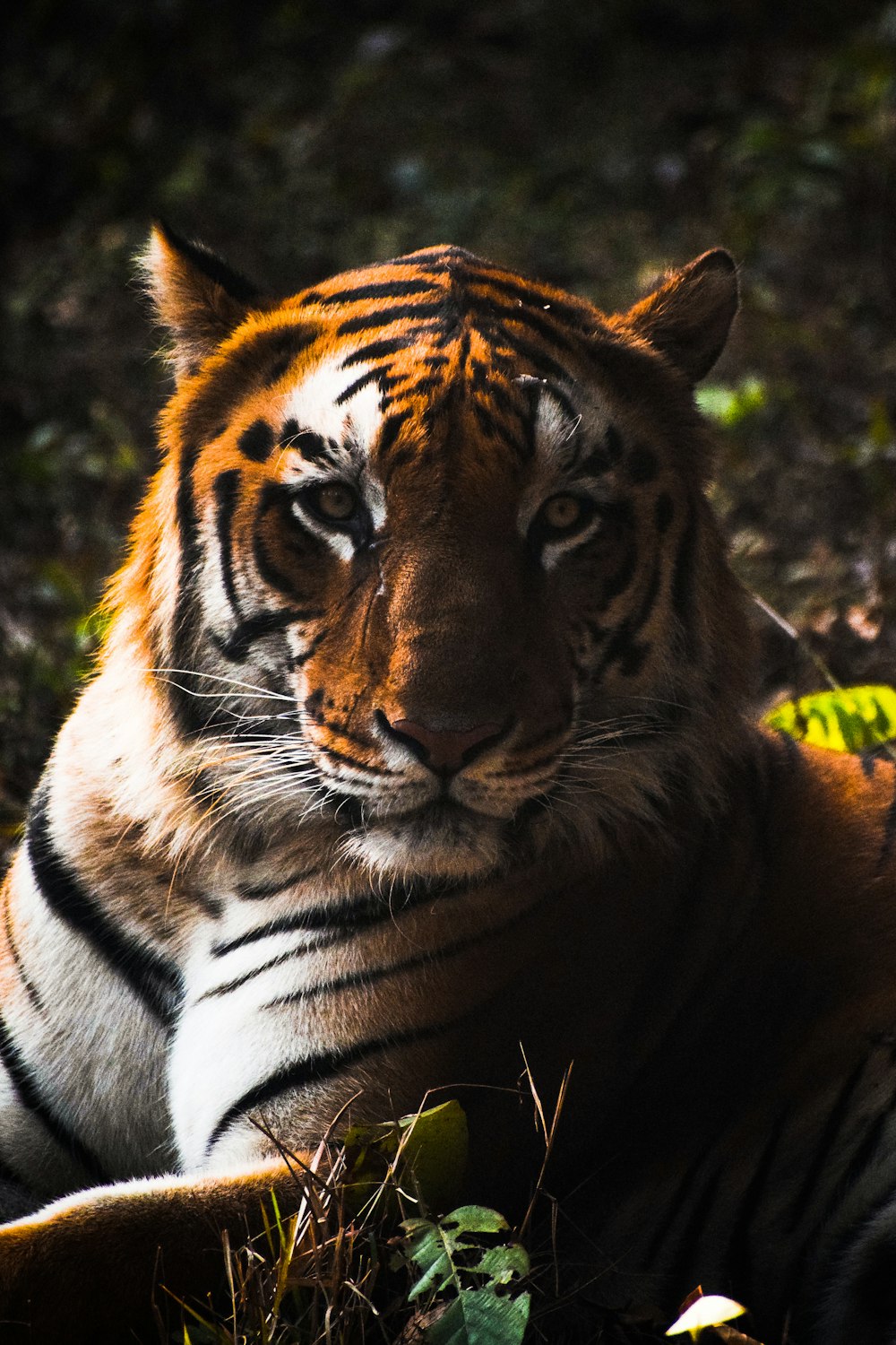 brown and black tiger lying on ground