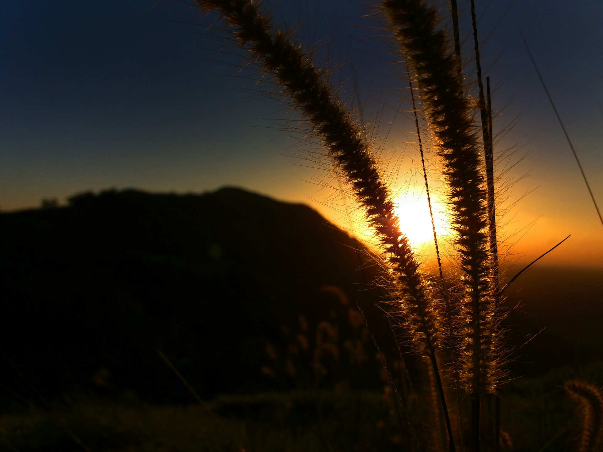 brown wheat field during night time