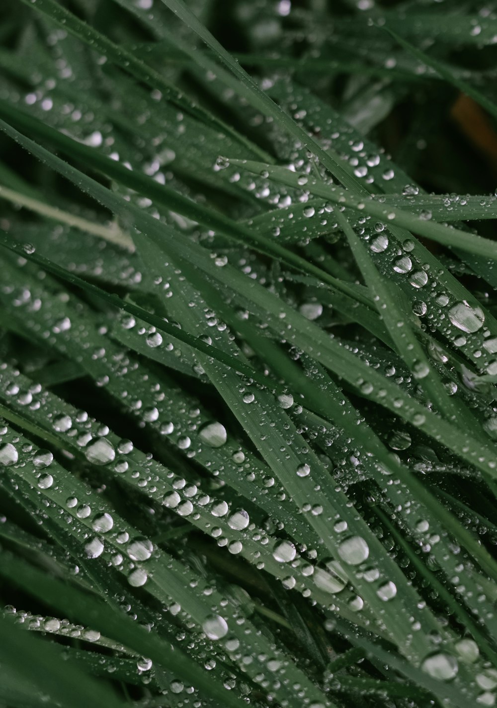 water droplets on green grass