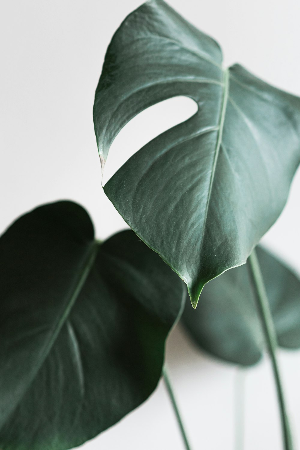 green leaves in white background