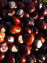 A close-up view of a large number of horse chestnuts. The shiny brown nuts are surrounded by light-colored patches where they have been split or cracked open. The image showcases the smooth, glossy texture of the chestnuts with the sunlight highlighting their rich, dark hues.