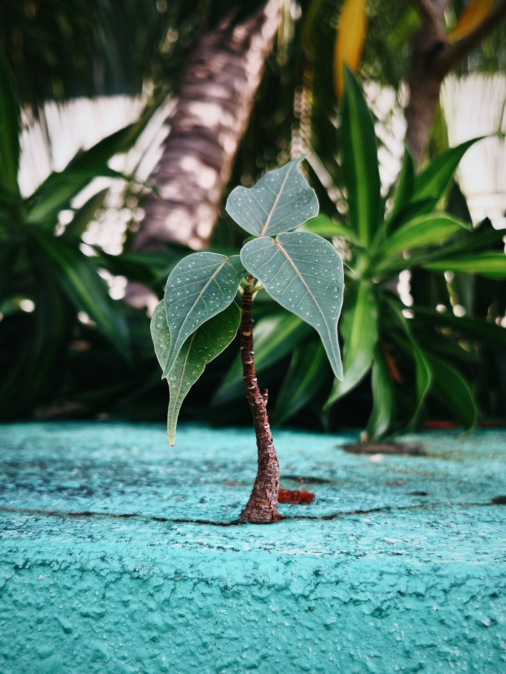 green leaves on blue wooden surface