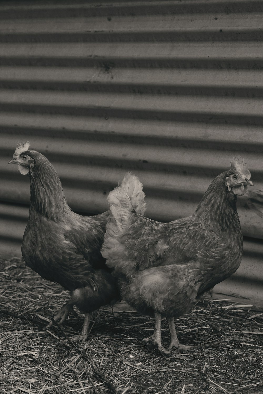 Dos gallinas marrones y blancas en suelo marrón