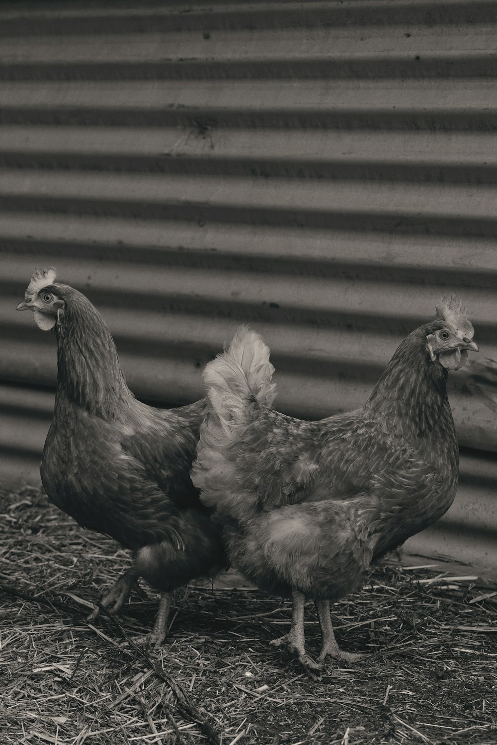 茶色の土の上に2羽の茶色と白の雌鶏