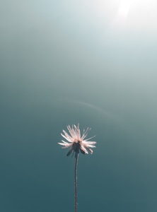 A single, delicate flower with light-colored petals stands alone against a smooth, gradient background that transitions from teal to light blue. The lighting creates a serene and minimalist atmosphere.