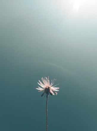 A single, delicate flower with light-colored petals stands alone against a smooth, gradient background that transitions from teal to light blue. The lighting creates a serene and minimalist atmosphere.