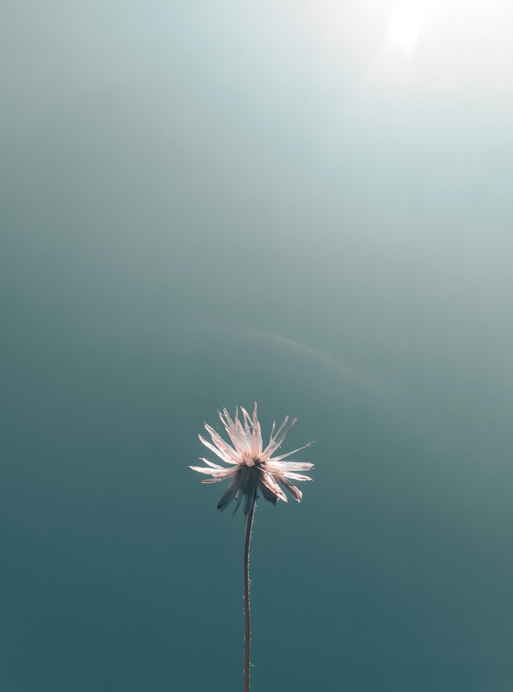 white dandelion in close up photography