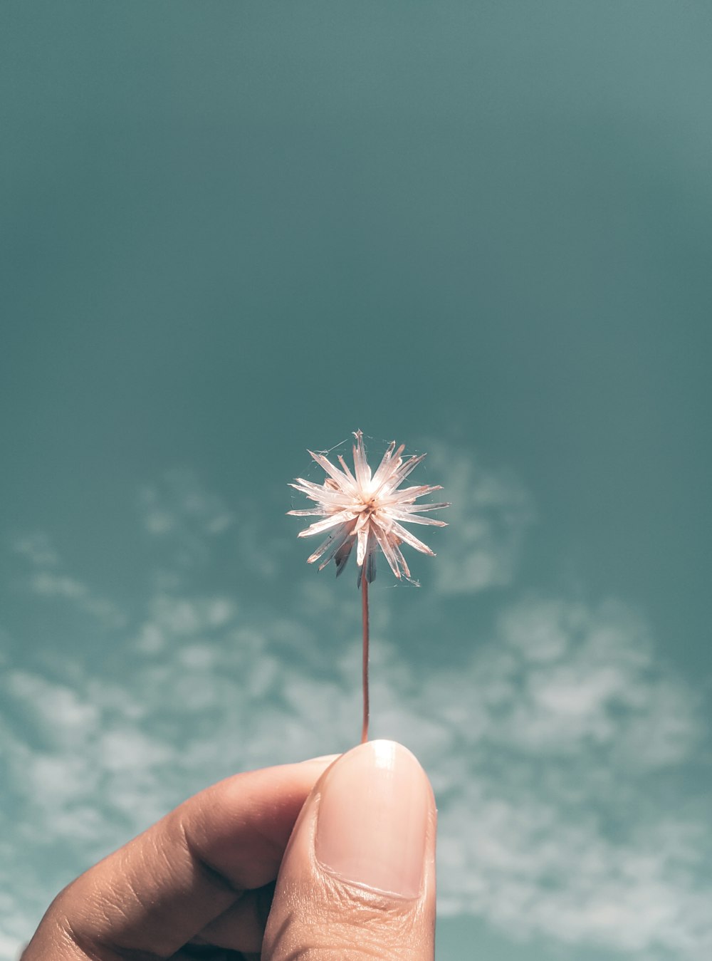 person holding white dandelion flower during daytime