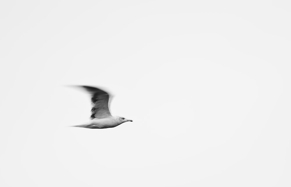 Weißer Vogel fliegt am Himmel