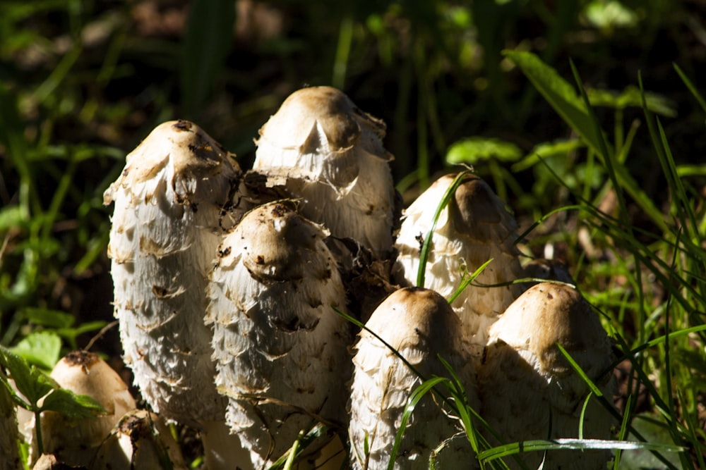 white and brown mushrooms on green grass during daytime