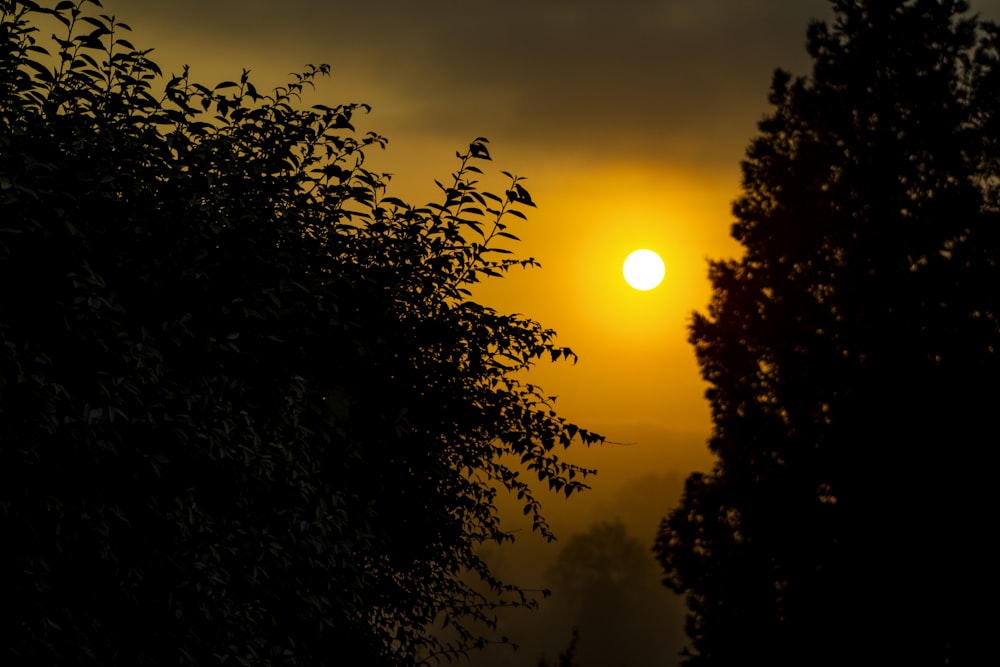 Il sole tramonta sugli alberi