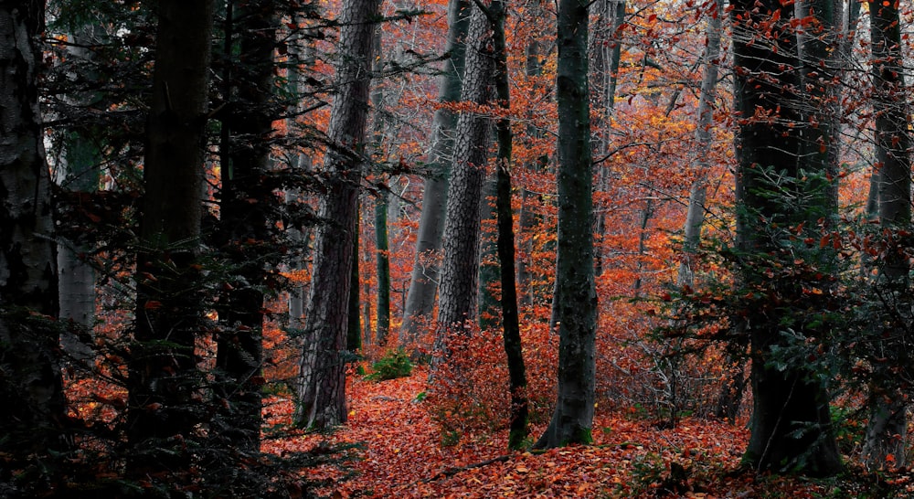 brown and green trees during daytime