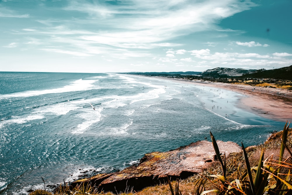 green grass on seashore during daytime