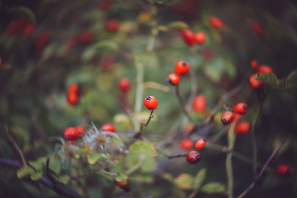 red round fruits on green grass during daytime