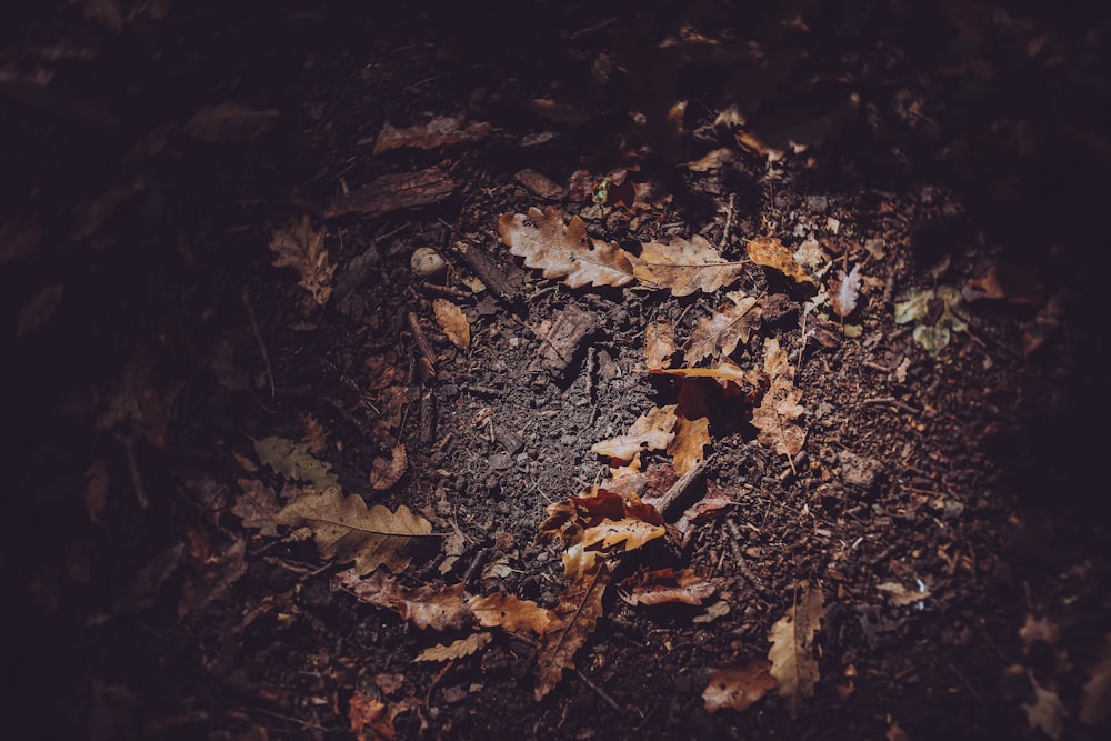 brown leaves on black soil