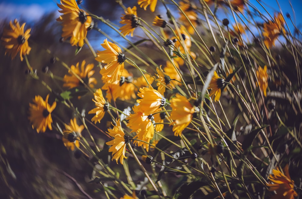 yellow flowers in tilt shift lens