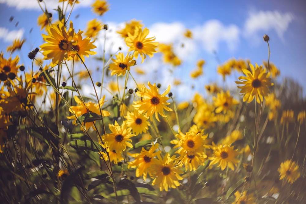 yellow flowers under blue sky during daytime