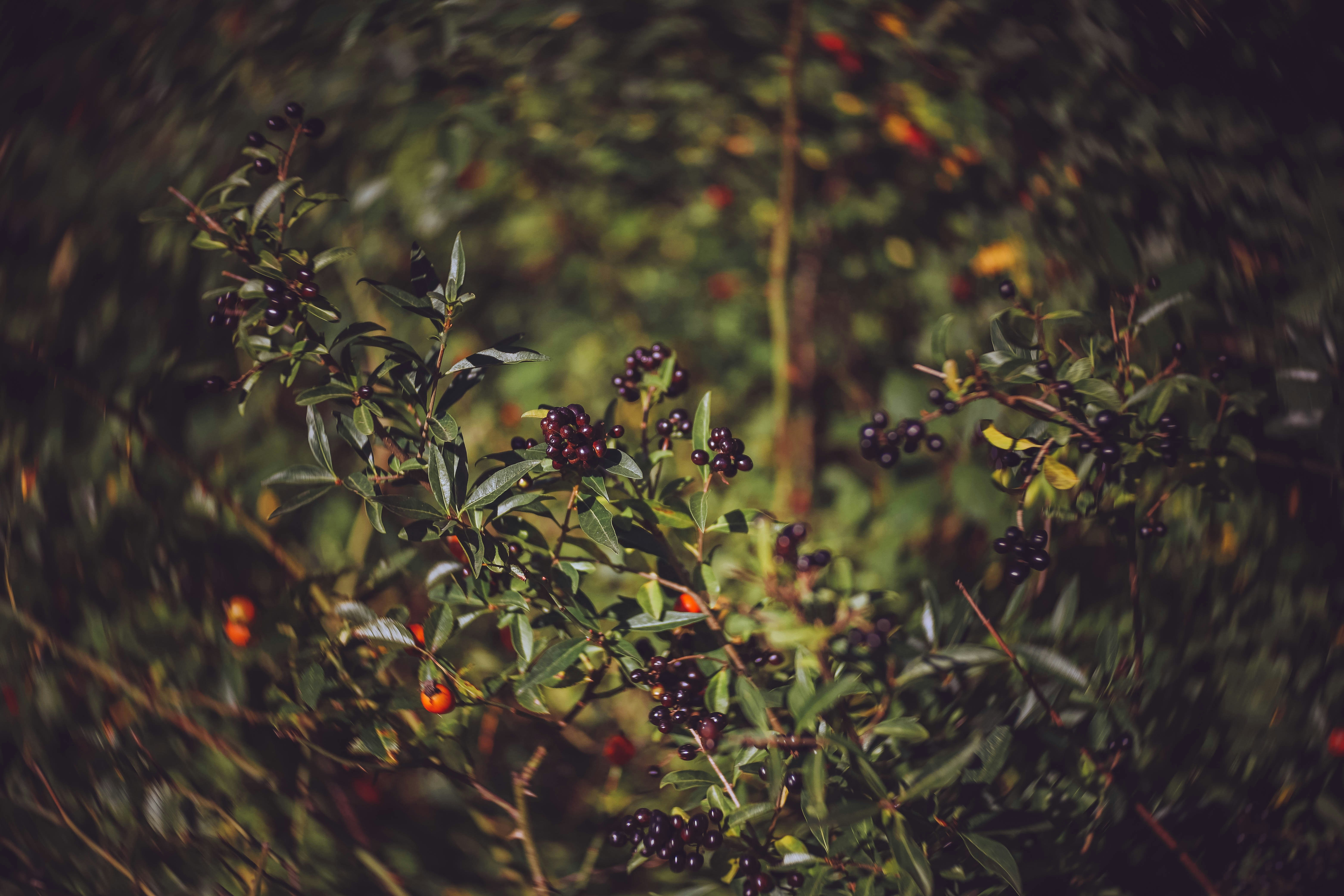 Photo by goblingreen