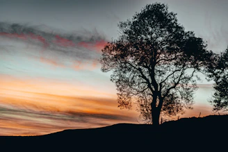 An oil painting showing a majestic oak tree standing tall against a soft sunset sky.