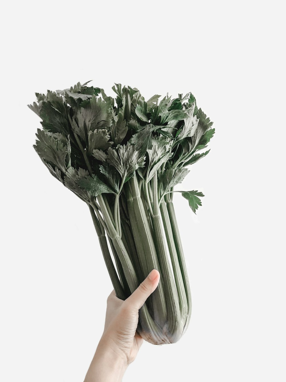 person holding green leaf plant