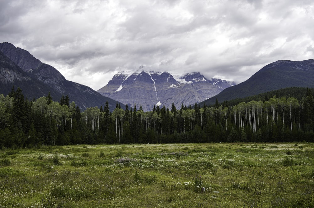 green trees on green grass field near mountain under white clouds during daytime