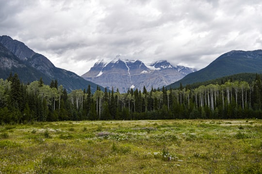 green trees on green grass field near mountain under white clouds during daytime in Mount Robson Provincial Park Canada