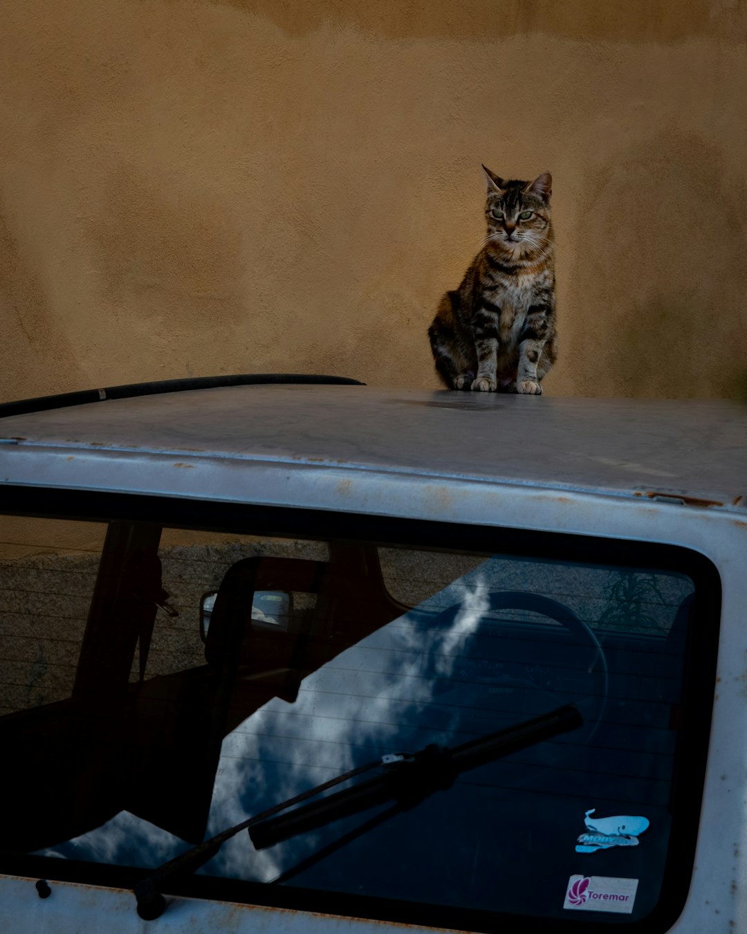 brown tabby cat on table